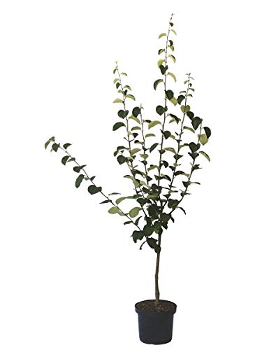 Quittenbaum Portugiesische Birnenquitte Buschbaum 110-140 cm mit 7-10 Liter Topfballen Unterlage Quitte A