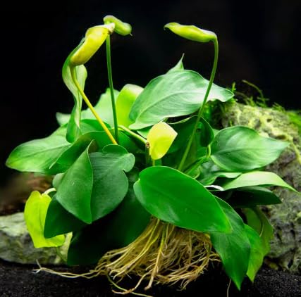 Anubias Nana Live Aquarium Aquatic Plants Tropical Aquascape Bogwood Hardscape (10 Anubias Nana)