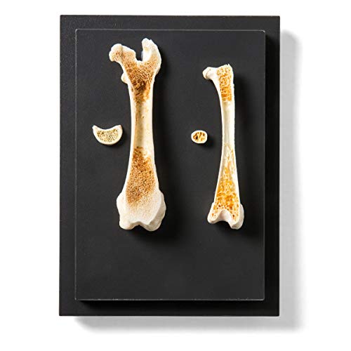 Image of 3B Scientific GmbH T30053 Comparison of Bird and Mammal Bones