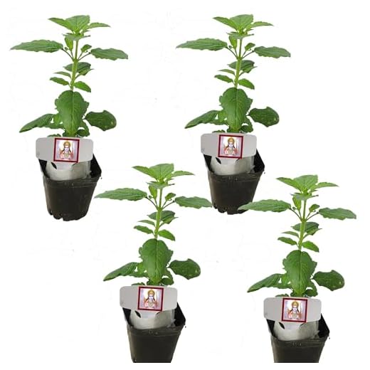 Live Rama Tulsi Holy Basil Plants