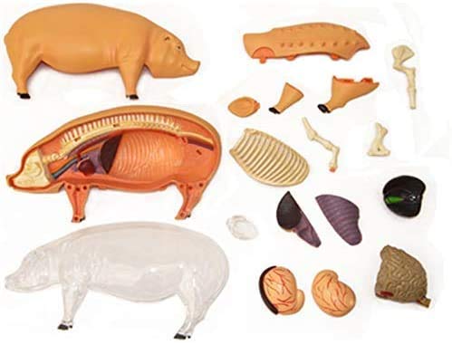 Ricerca scientifica 4D Maiale Intelligenza Assemblaggio Giocattolo Animale Organo Modello Insegnamento Medico Fai-da-Te Apparecchi scientifici Popolari