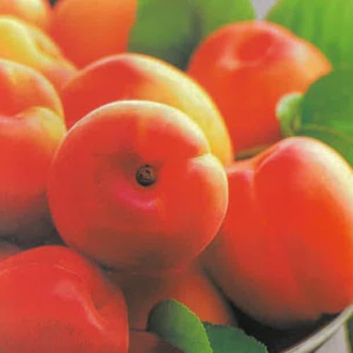 PIANTA DA FRUTTO ALBICOCCA CANINO TARDIVO in vaso 20 - età 2/3 anni (foto reali)