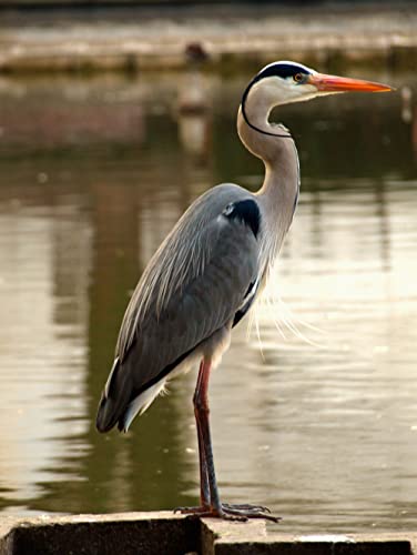 Teichnetz - 5,0m x 10,0m, Mw 10,0cm, gewebt, schwarz, Reiherschutznetz Vogelabwehrnetz Cover
