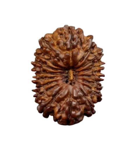 DeepMines Natural Satrah Mukhi Rudraksha Original IGL Lab Certified ...