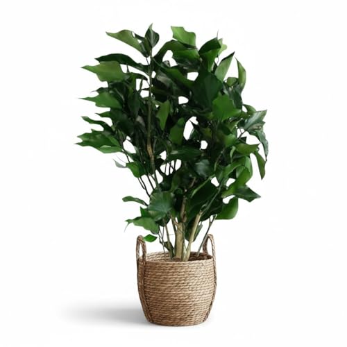 Générique Plante Stabilisée en Pot Lierre – Décoration Naturelle sans Entretien – Végétaux Stabilisés Durables – Plante d’Intérieur sans...