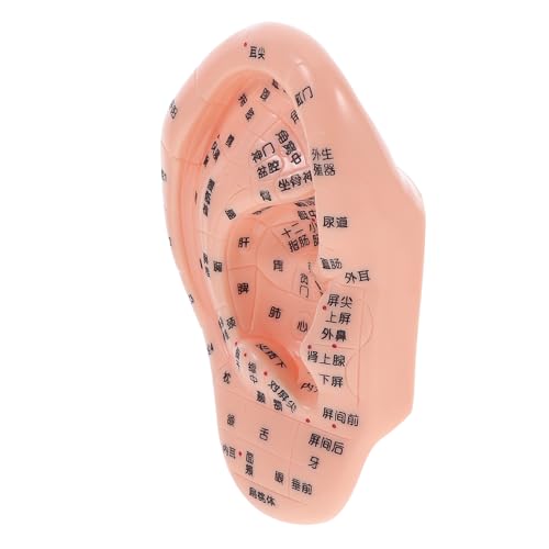 VILLFUL Human Ear Reflexology Model for and Massage Training Precise Ear Acupoint Display Model Ear Model Human Ear Simulation Model