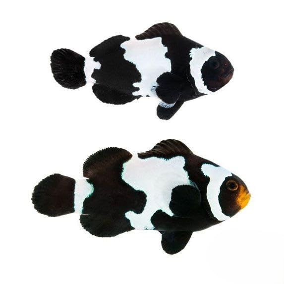 2-Pack Black Snowflake Ocellaris Clownfish &ndash; Captive-Bred Live Saltwater Aquarium Fish Pair...
