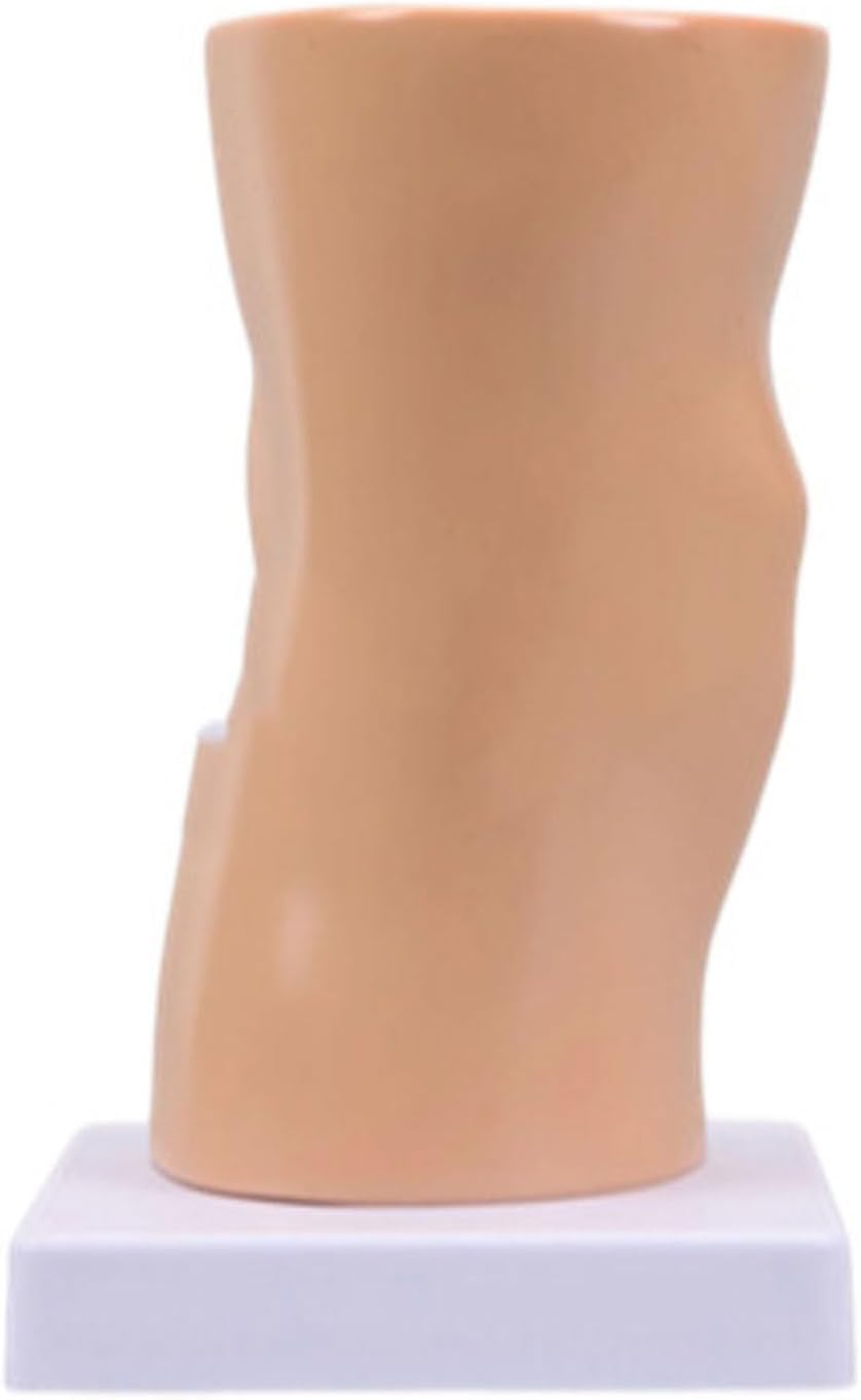 Joint Model Knee Joint Ligaments Skeleton Muscle Anatomy Model School Teaching Tool for Science Class Human Anatomical