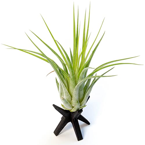 PLANDAIRE Tillandsia Scaposa Plantas de Aire Naturales Clavel del Aire Plantas Naturales Interior Resistentes Planta Aerea (Madera tono Cerezo)