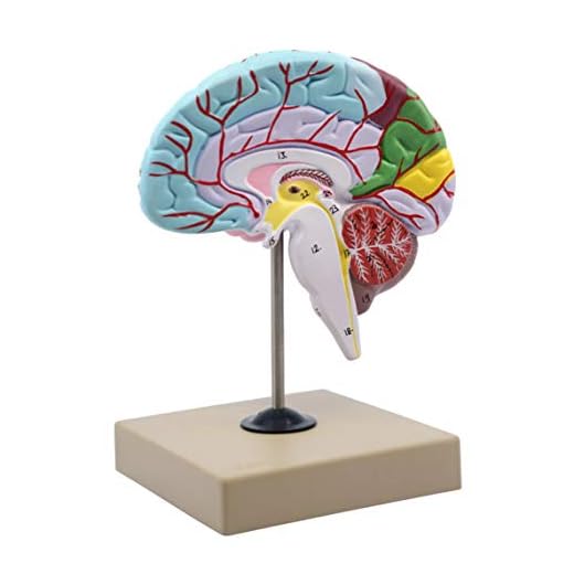 Functional Human Brain Model, Cross Section - 1/2 Size - Color Coded & Numbered with Key Card - Includes Mount - Eisco Labs