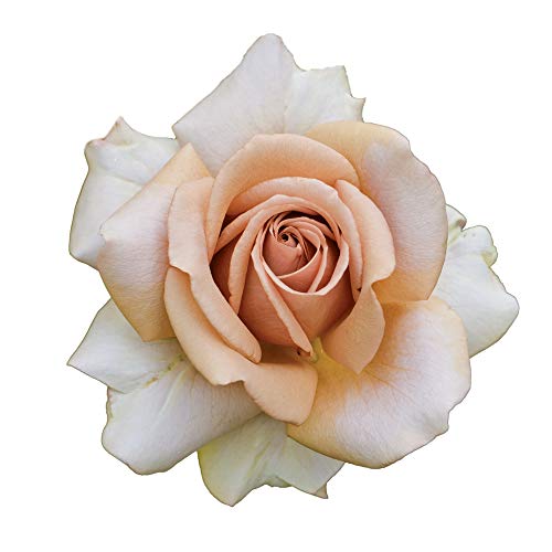 Mokarosa®, rosaio vivo Rose Barni®, rosa in vaso colore caffè crema, linea prestigio, fiori grandi e leggermente profumati, ideale per coltivazione in vaso e cespugli, rifiorente e robusta cod.71198