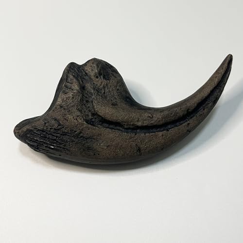 Image of 5.1 inches Nanotyrannus Dinosaur Life Size Foot Claw Fossil Replica
