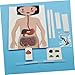 Imagen de UPKOCH 2juegos Modelo De Sistema Digestivo Humano para Armar Juguetes De Bricolaje Materiales De Manualidades Sistema Digestivo Maqueta