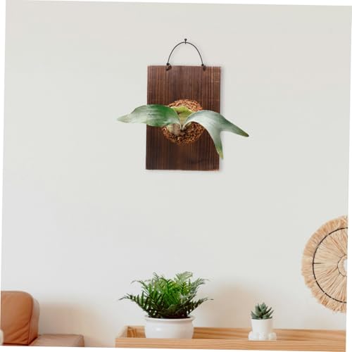 Plantes grimpantes d'intérieur : solution de support mural Mikikit pour optimiser l'espace