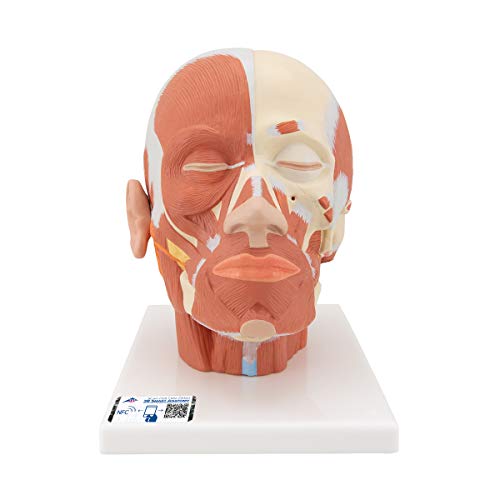 Image of 3B Scientific VB127 Head and Neck Musculature - 3B Smart Anatomy