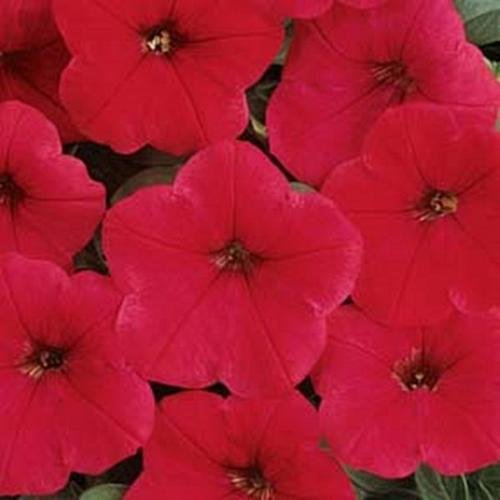 Semi Pétunia Easy Wave Red Annuali : Graines