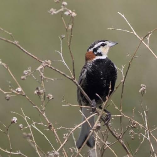 Chestnut-collared Longspur
