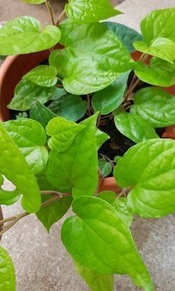 Generic Betel Leaf Plant (Hybrid - Pack of 1)