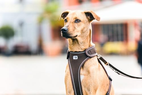 Belka Harness Brown S