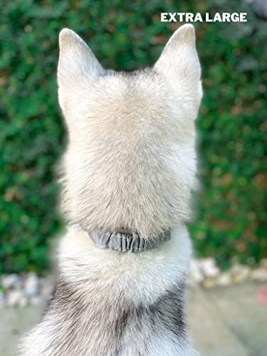 Tuff Pupper Heavy Duty Dog Collar With Handle | Ballistic Nylon Heavy Duty Collar | Padded Reflective Dog Collar With Adjustable Stainless Steel Hardware | Convenient Sizing For All Breeds #TOP6