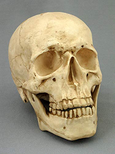 Skeletons And More Life-Size Harvey Two Piece Skull, Aged Version