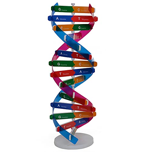 Hotaden Giocattolo educativo Bambini Dna Modello