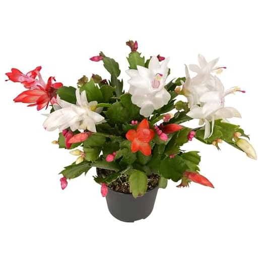 Cactus de Flores Folgantes - Schlumbergera - Planta Natural de Interior