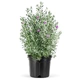 Texas Sage | 3 Extra Large Trade 3 Gallon Plants | Leucophyllum frutescens | Drought Tolerant | Low Maintenance Landscaping