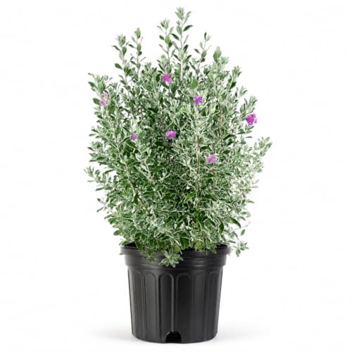 Texas Sage | 1 Extra Large Trade…
