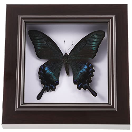 Housoutil Butterfly Shadow Box, Butterfly Specimens in Shadow Box