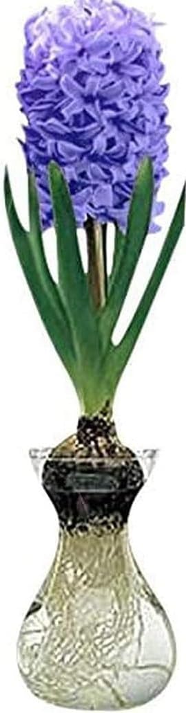 Purple Hyacinth Bulb and Forcing Vase - Ready to Grow Indoor Hyacinth, Just Add Water (1 Bulb + 1 Vase)