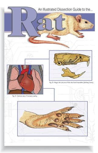 Image of Frey Scientific 580798 Mini-Guide to Rat Dissection