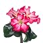 Wüstenrose