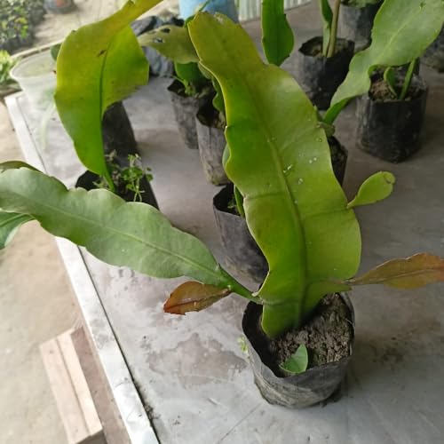 Image of Brahma Kamal Plant Original White Plant Special Variety Height 0.5 To 1 Feet (flower After 6 Months) Night Queen Flower Tree Pack Of 1 Live Flower Plant For Home Garden