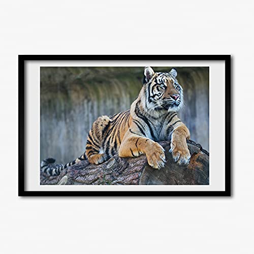 Affiche tableau tigre décoratif moderne 60x40 cadre bois MDF Tulup