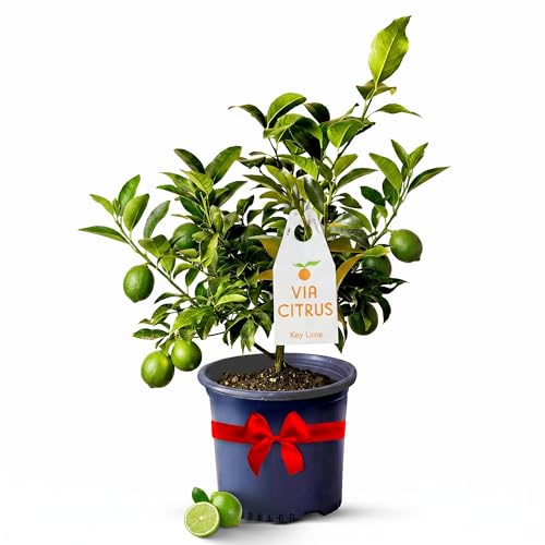 Key Lime Tree Live Plants 13 - 22 Tall Indoor Outdoor Fruit Tree Plant Growing Live Citrus Tree Mothers Day Gift for Mom Home Garden Patio and Decor Use Cannot Ship CA AL AZ TX LA by Via Citrus