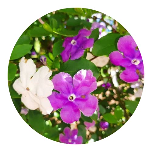 Muda de Manacá de Cheiro Lindo Para Florir Atrai Borboletas