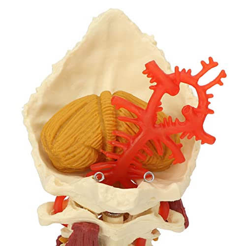 Image of Cervical Spine Model,Removable Human Spinal Model, for Doctor Patient Communication Science Classroom Study Display Teaching Model