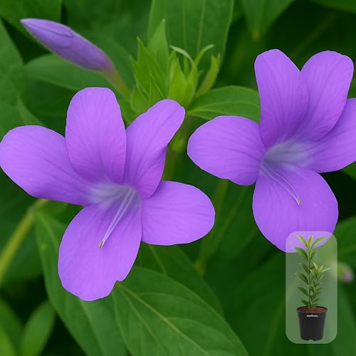 Image of Indian Gardens - Purple Colour Barleria cristata /Decemeber flower plant with 6 inch Black Pot
