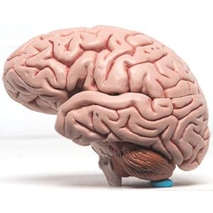 ISKO Life Size Human Brain model removable in 4 parts fiber glass material for Teaching Anatomy of Brain for Science Classroom Study