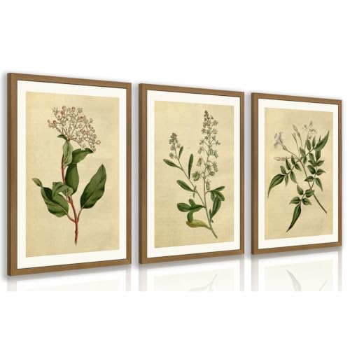 RLKHG Wood Framed Vintage Botanical Wall Art Set of 3, Classic Herbarium Plant Prints, Green Botanical Illustration Wall Decor, Farmhouse Cottagecore Floral Artwork for Office Bedroom 12x16 Inch