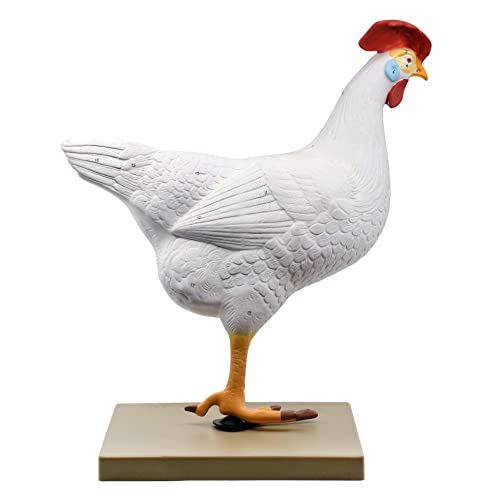 Image of Chicken Hen Anatomy Model, 6 Parts - Life Size Cross Section - Hand Painted - Designed by Veterinary Professionals - Eisco Labs