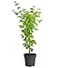 Produktbild Dehner Japanischer Goldahorn Jordan, Acer shirasawanum, breit-rundlicher Wuchs, 50-60 cm exkl. Pflanztopf, 3 l Topf, Zierahorn