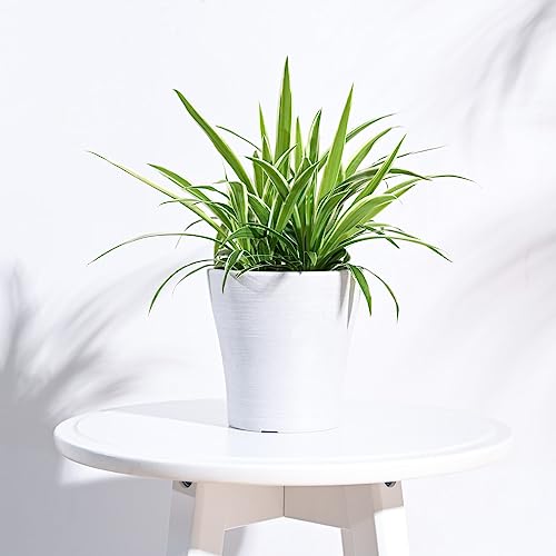 Image of UGAOO Rezer Tivoli Plastic Flower Pot (Diameter 4.7 Inches, White) | Durable Planter for Home, Balcony, Garden & Patio | Indoor & Outdoor Use | Stylish Gamla for Living Room & Decor