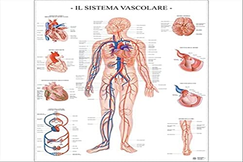 belletti POSTER SCIENTIFICO: SISTEMA VASCOLARE