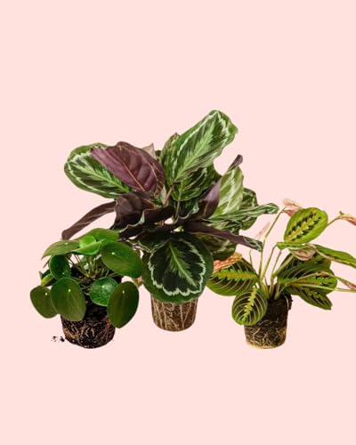Pack 3x Plantas M Pet Friendly | Plantas Naturales | Pur Plant