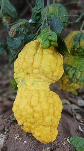 Image of Bijora Fruit, Bada Nimbu, Bajura
