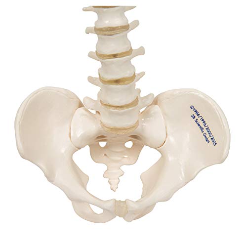 Image of 3B Scientific A18 /20 Mini Vertebral Column Flexible-No Stand - 3B Smart Anatomy