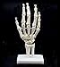 Human Hand Skeleton Model on Base, Hand Bone,Life Size, Articulated