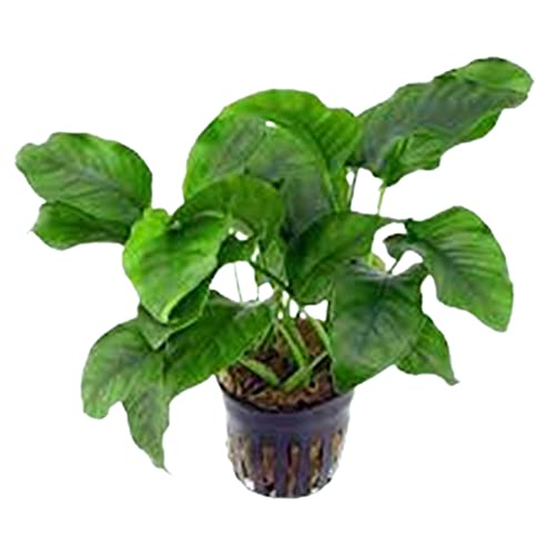 CANTON AQUATICS Anubias Barteri (Nana) - Live Aquarium Plant - Freshwater - Low Light